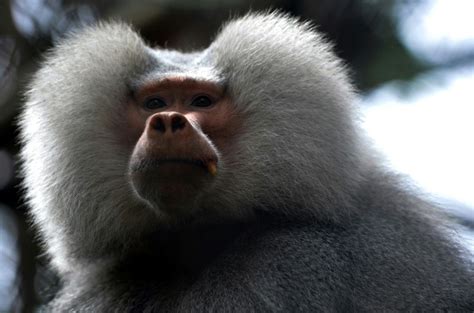 how are baboons similar to humans